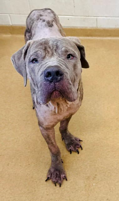 Furnando - Cane Corso Mastiff