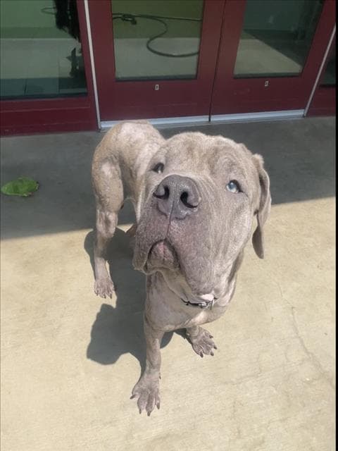 Furnando - Cane Corso Mastiff