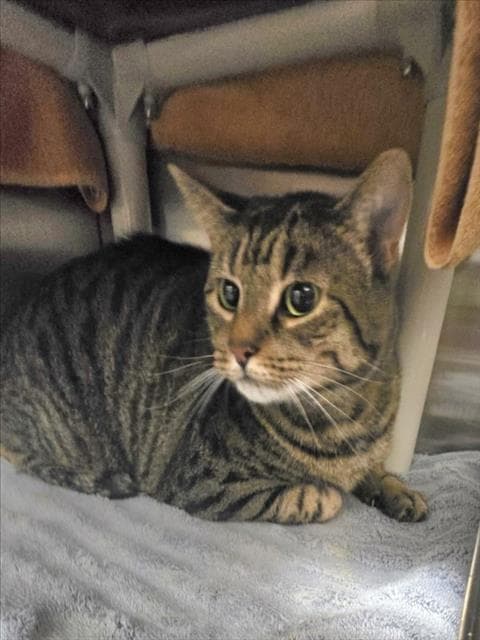 Monchi - Domestic Short Hair