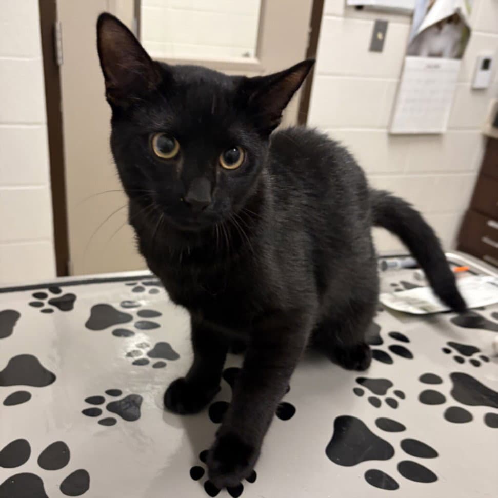 Pear - Domestic Short Hair