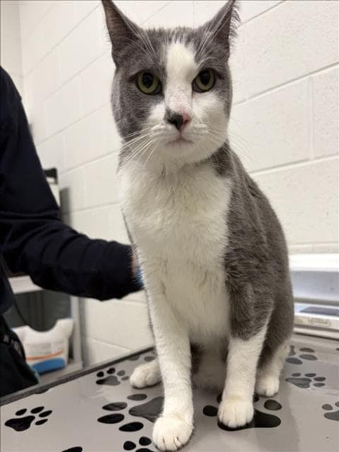Storm - Domestic Short Hair