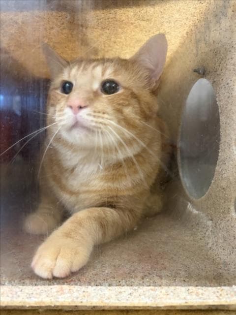 Hurley - Domestic Short Hair