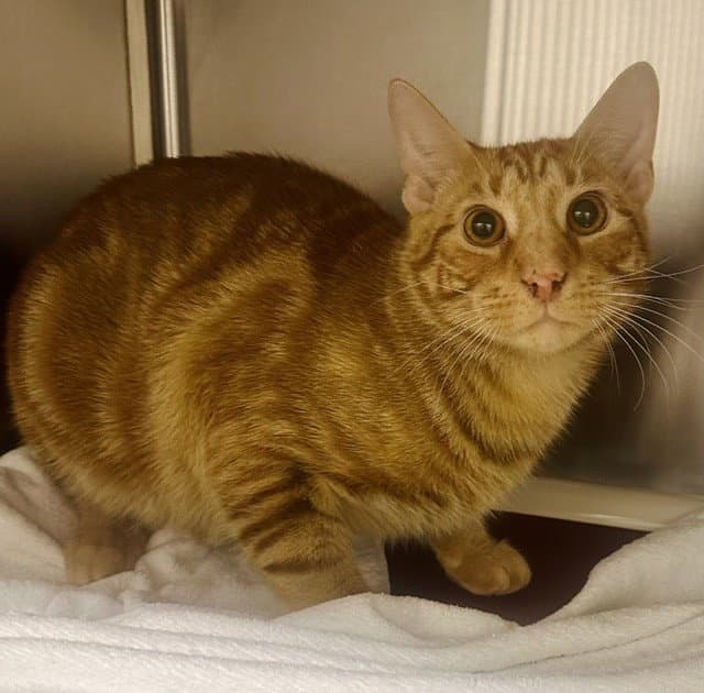 Pumpkin - Domestic Short Hair