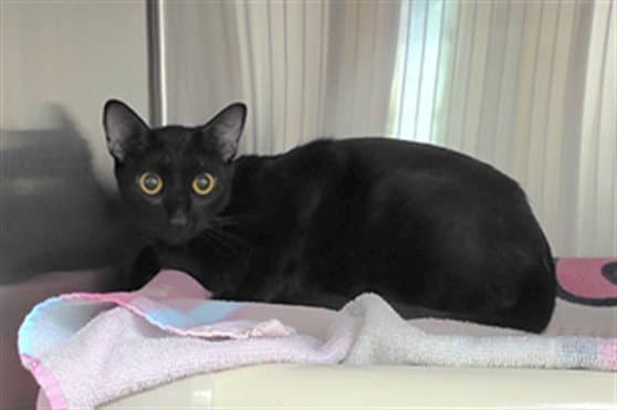 Venus - Domestic Short Hair