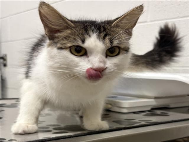 Adelina - Domestic Long Hair