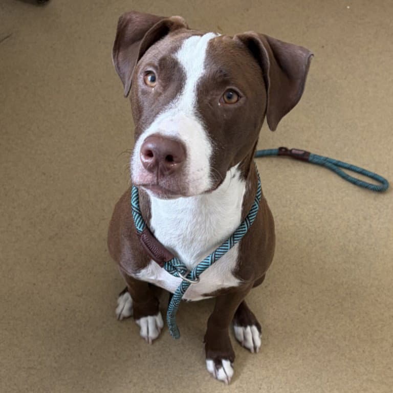 Count Chocula - American Pit Bull Terrier
