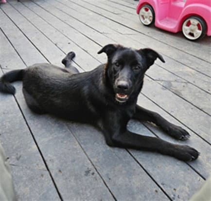 Nelly - Labrador Retriever