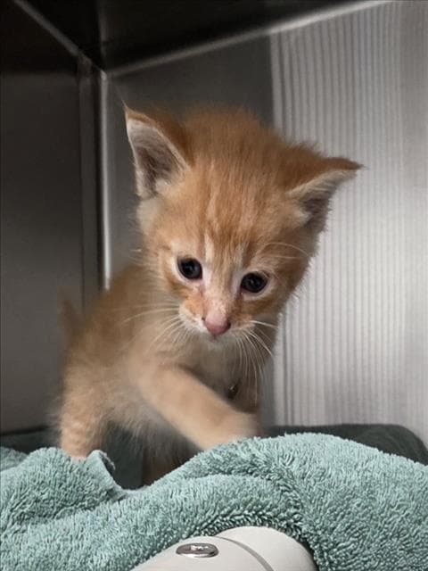 Kiddo - Domestic Medium Hair