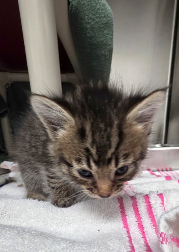Cool Beans - Domestic Medium Hair