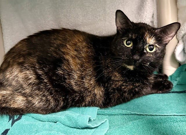Kitt - Domestic Short Hair