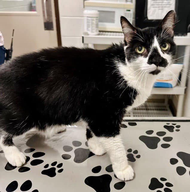 Linen - Domestic Short Hair