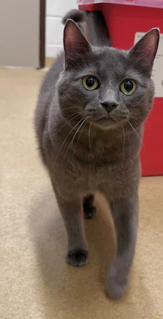 Dilly - Domestic Short Hair