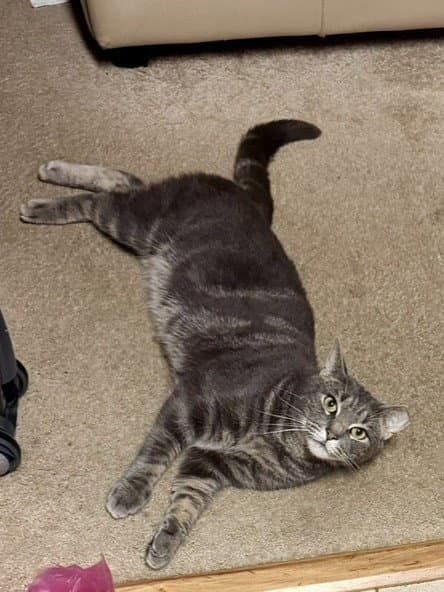 Ranjo - Domestic Short Hair