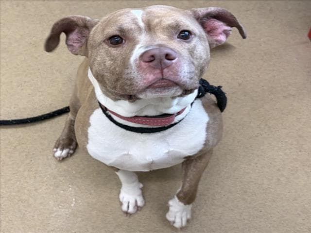 Chu Chu - American Pit Bull Terrier