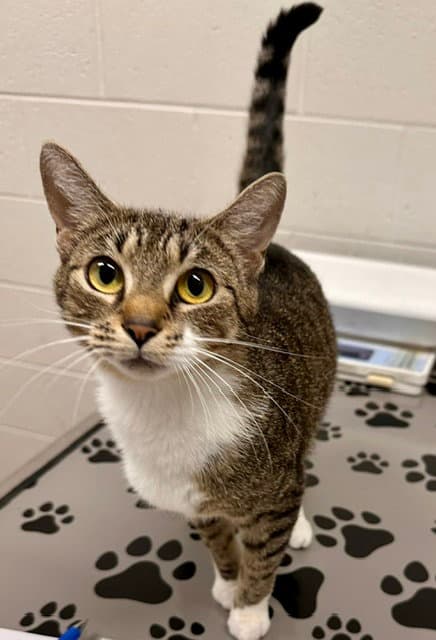 Felina - Domestic Short Hair