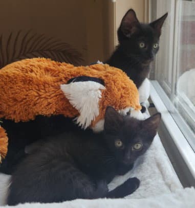 Nickel - Domestic Short Hair