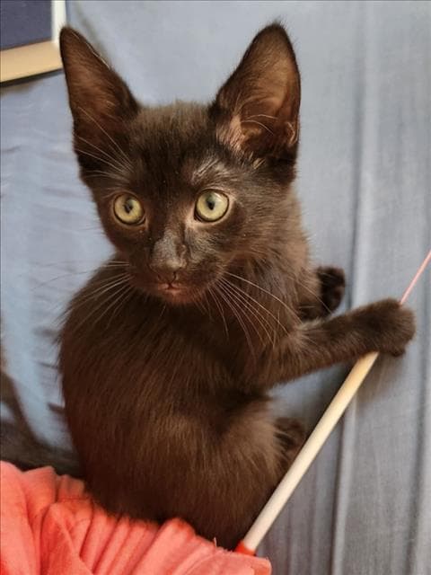 Quarter - Domestic Short Hair