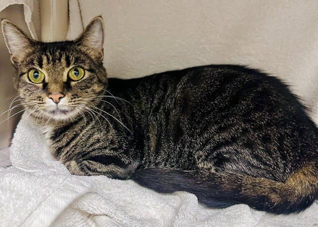 Misty - Domestic Short Hair