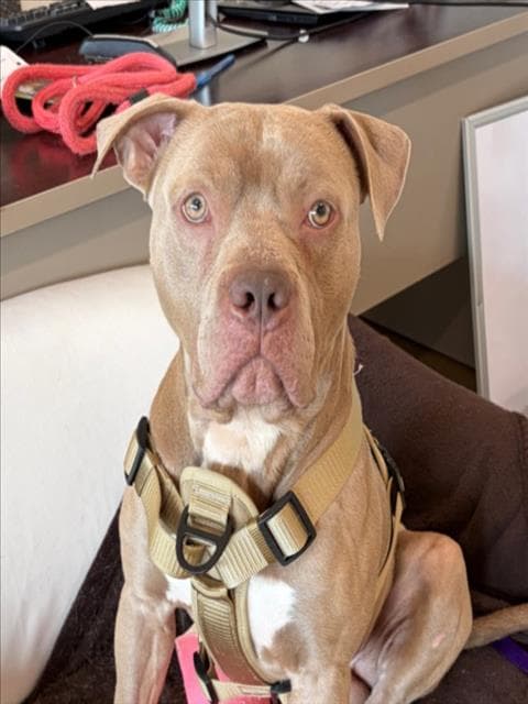 Grimace - American Pit Bull Terrier