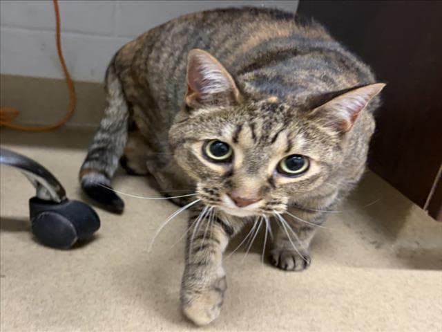 Storm - Domestic Short Hair