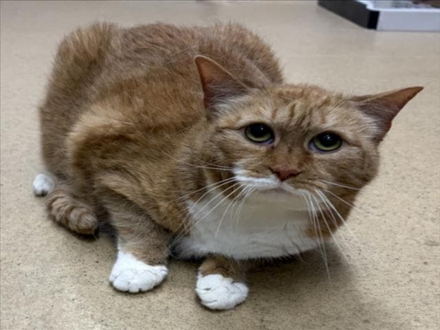 Patch - Domestic Short Hair