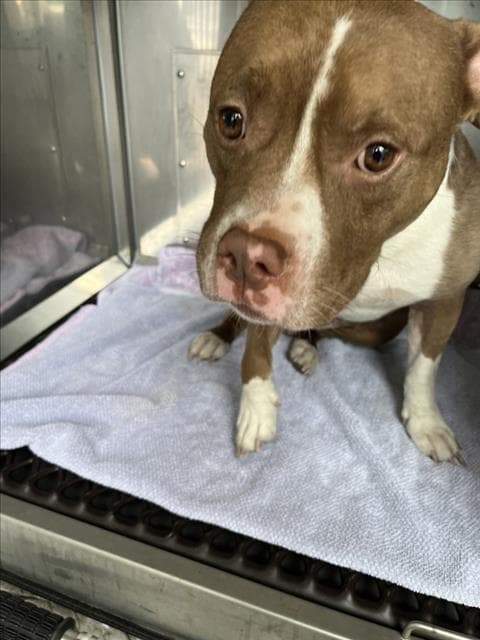Tater Tot - American Pit Bull Terrier