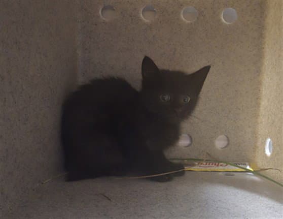 Habanera - Domestic Medium Hair