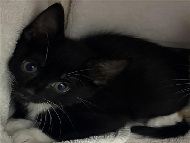 Dodge - Domestic Short Hair