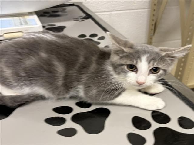 Tracy - Domestic Short Hair