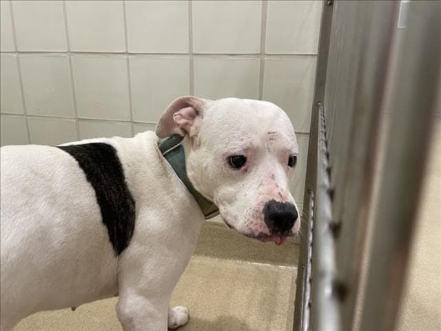 Louise - American Pit Bull Terrier