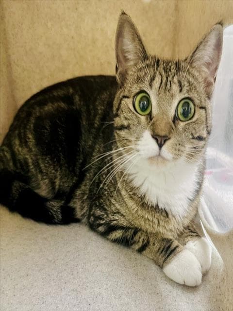 Original Copy - Domestic Short Hair