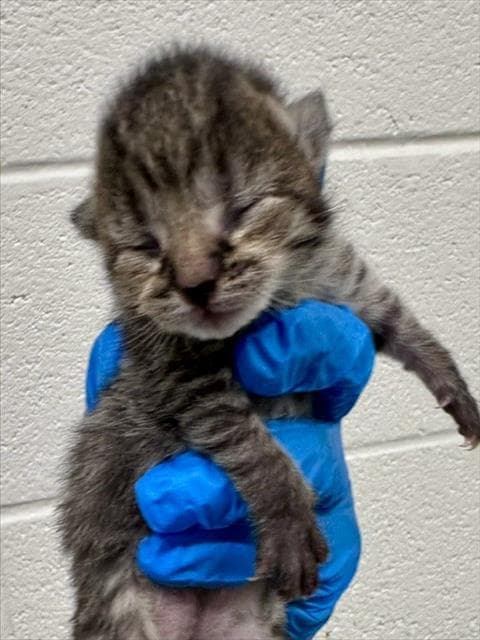 Carbon Copy - Domestic Short Hair