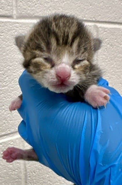Xerox Copy - Domestic Short Hair