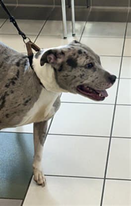Beauty - American Pit Bull Terrier