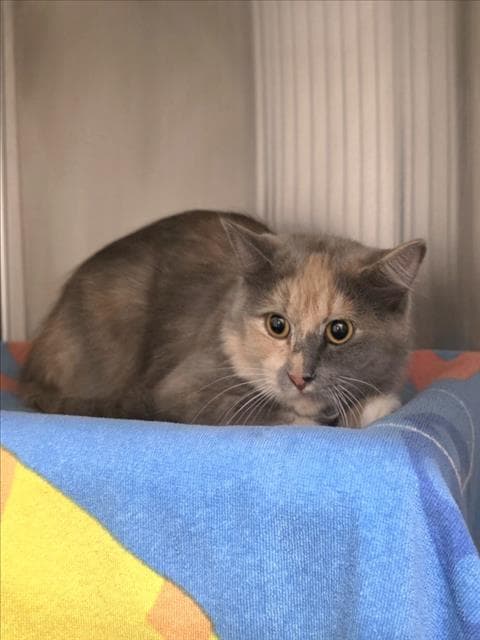 Seraphina - Domestic Long Hair