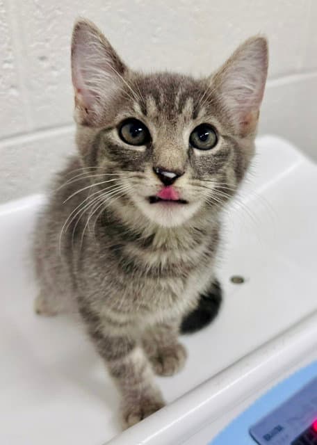 Rachel - Domestic Short Hair