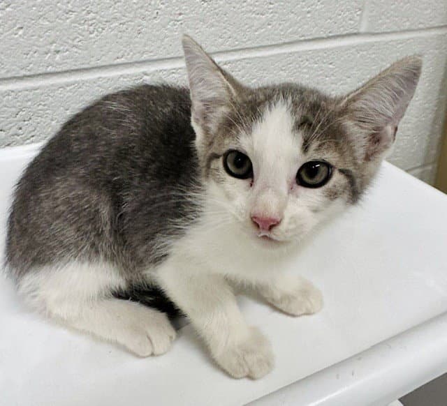 Phoebe - Domestic Short Hair