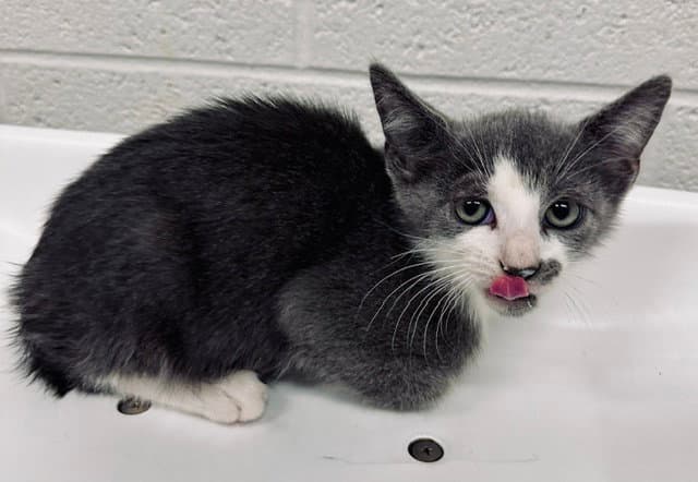 Ross - Domestic Short Hair