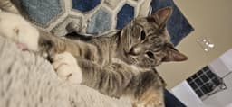 Baloo image 4