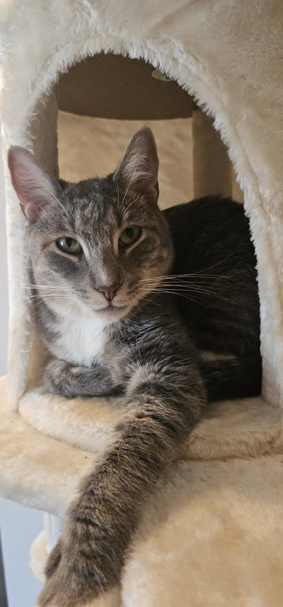 Baloo - Domestic Short Hair