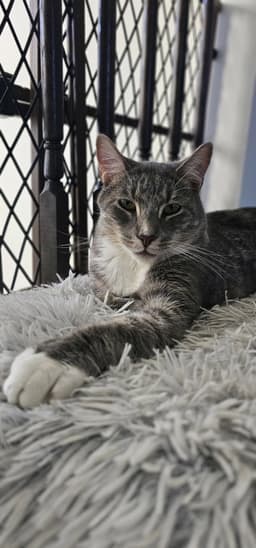 Baloo image 2