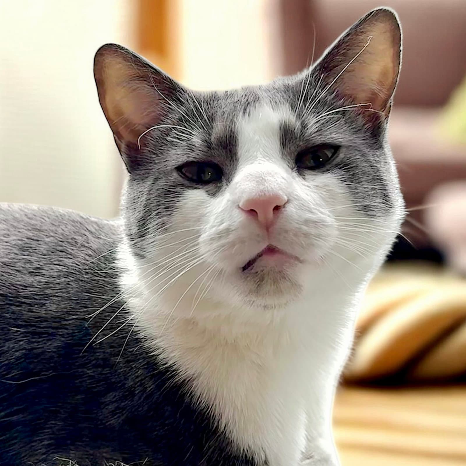 Dax - Domestic Short Hair