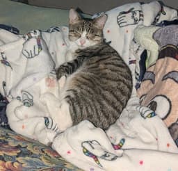 Pepper Jack image 1