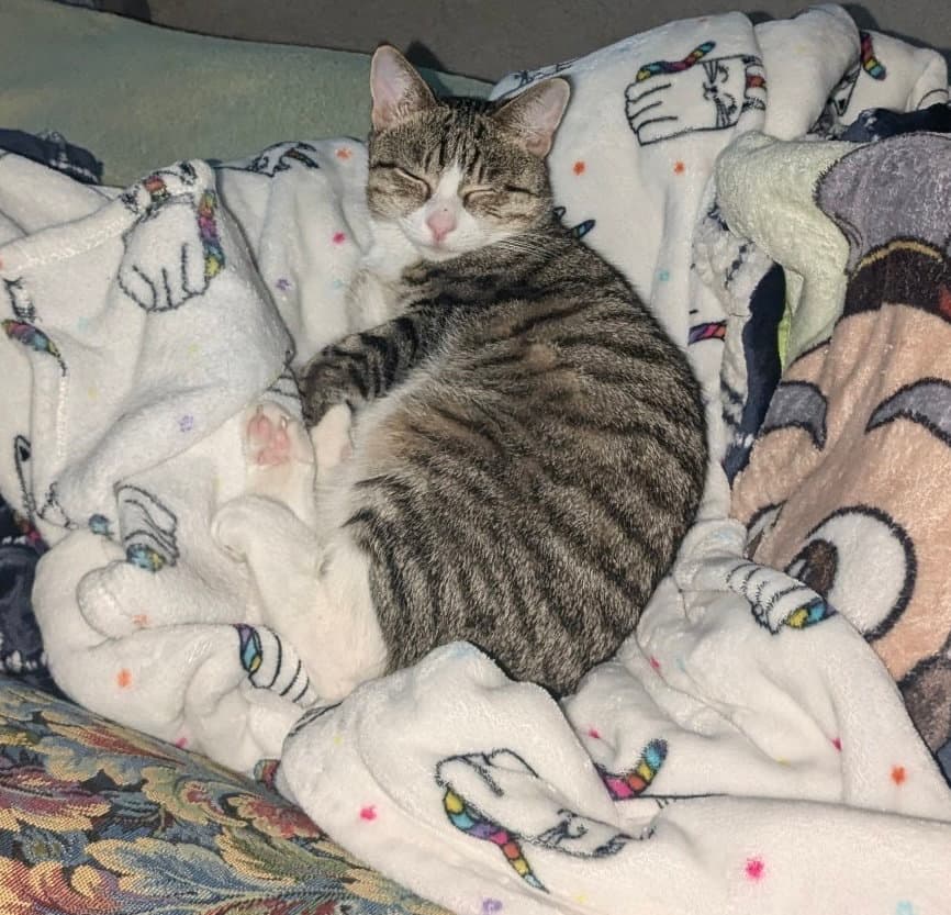 Pepper Jack - Domestic Short Hair