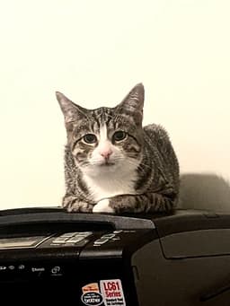 Pepper Jack image 3