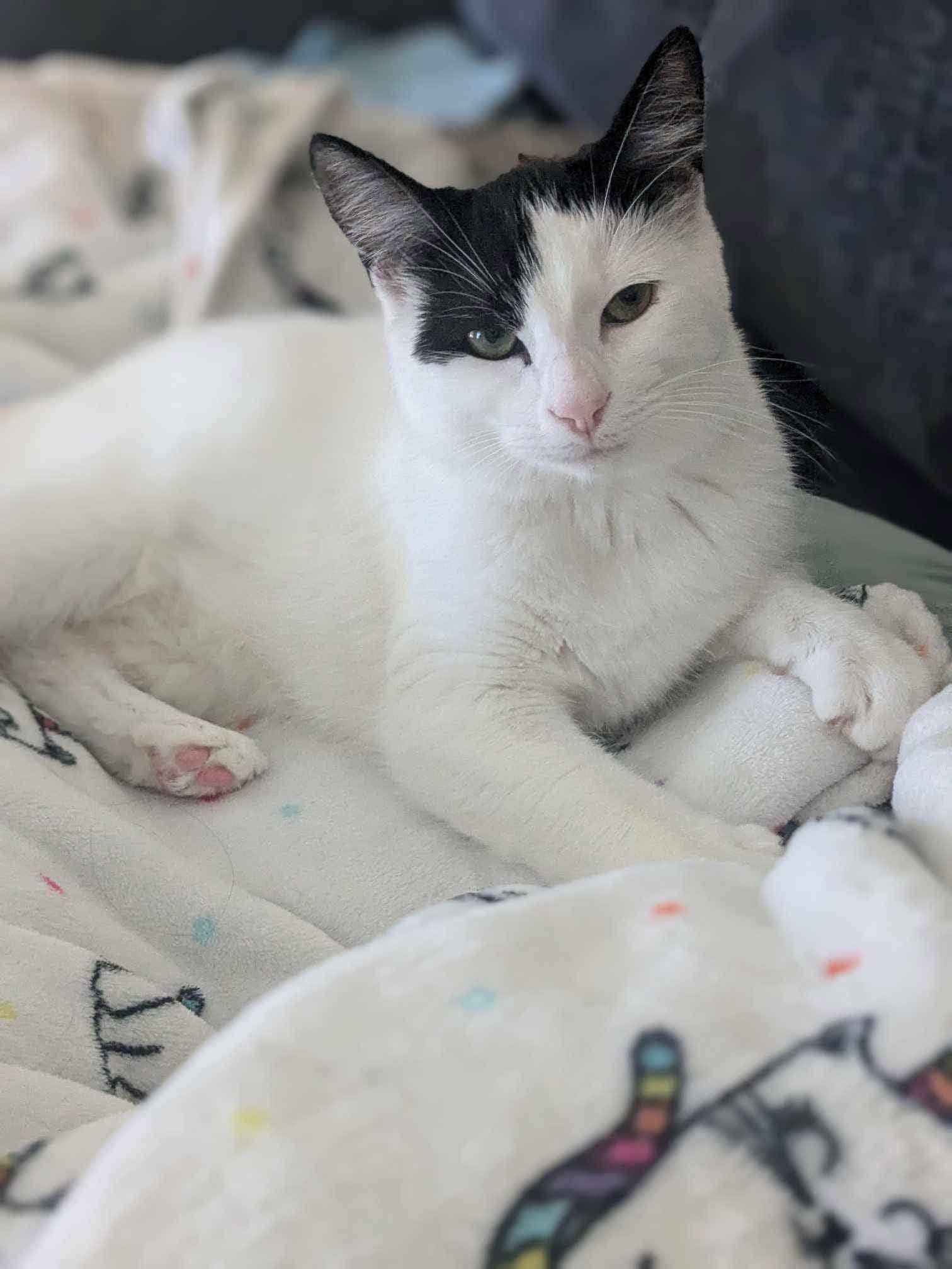 Brie - Domestic Short Hair