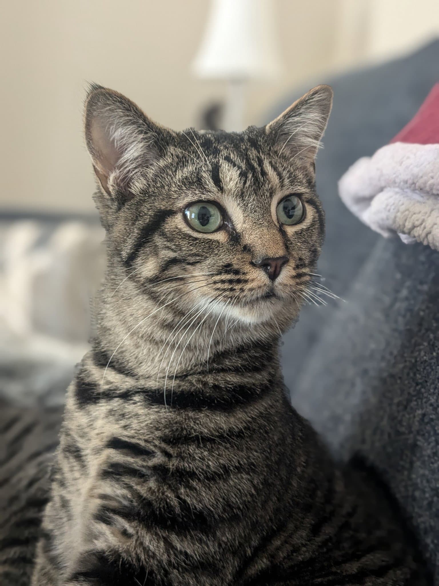 Pop Rock - Domestic Short Hair