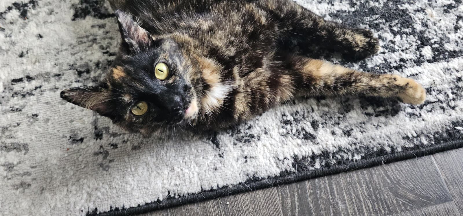 Artemis - Domestic Short Hair
