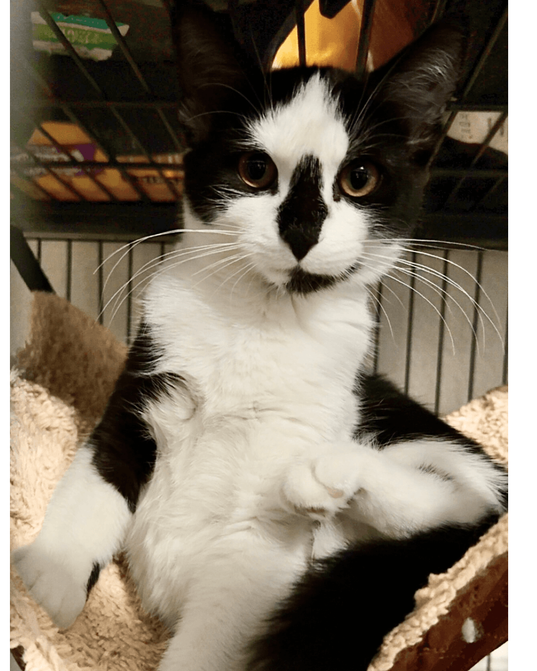 Diamond - Domestic Short Hair