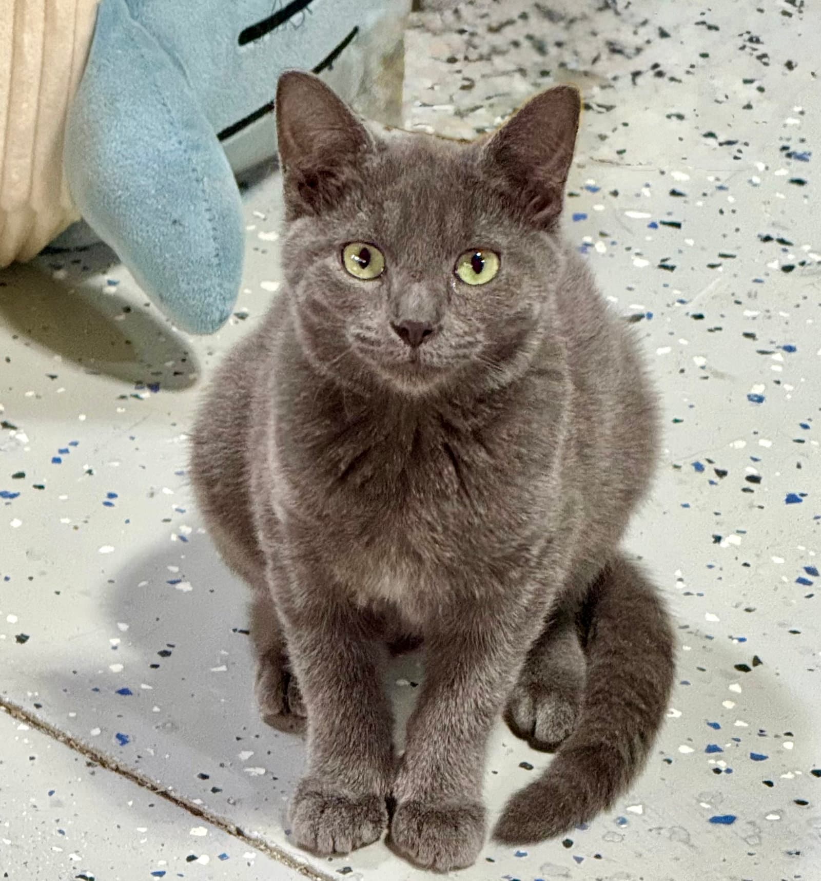 Estee - Domestic Short Hair